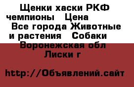 Щенки хаски РКФ чемпионы › Цена ­ 90 000 - Все города Животные и растения » Собаки   . Воронежская обл.,Лиски г.